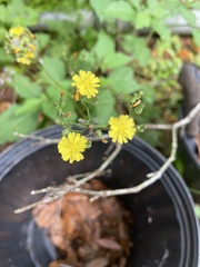 Youngia