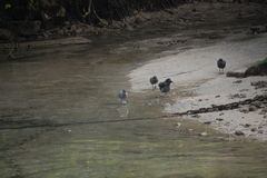 Leucophaeus fuliginosus