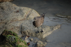 Leucophaeus fuliginosus