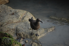 Leucophaeus fuliginosus