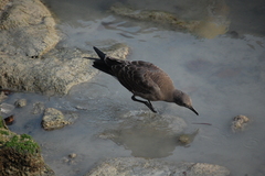 Leucophaeus fuliginosus