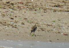 Calidris alpina