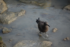 Leucophaeus fuliginosus