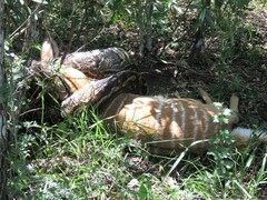 Python natalensis