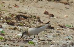 Calidris minuta