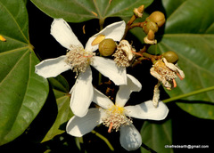 Magnoliopsida