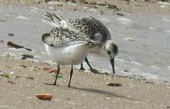 Calidris alba