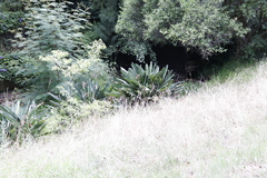 Strelitzia reginae reginae