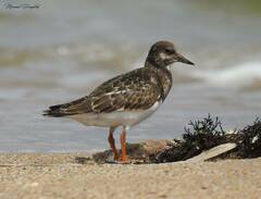 Arenaria interpres