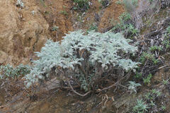 Constancea nevinii