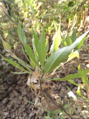 Verbesina virgata