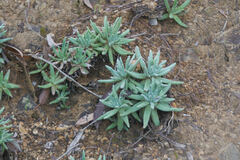 Dudleya virens hassei