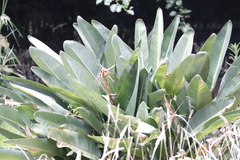 Strelitzia reginae reginae