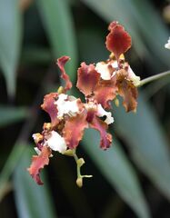 Cyrtochilum ventilabrum