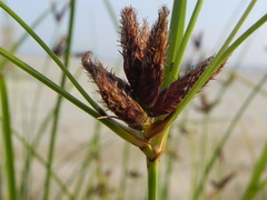 Cyperus glomeratus