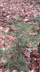 Juniperus