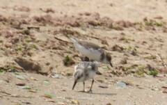 Charadrius alexandrinus