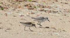 Calidris minuta