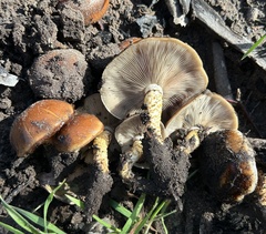 Pholiota brunnescens
