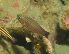 Cheilodipterus artus