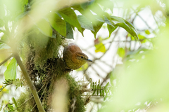 Rufous-Necked Foliage-Gleaner photo 2