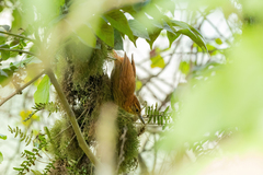 Rufous-Necked Foliage-Gleaner photo 3