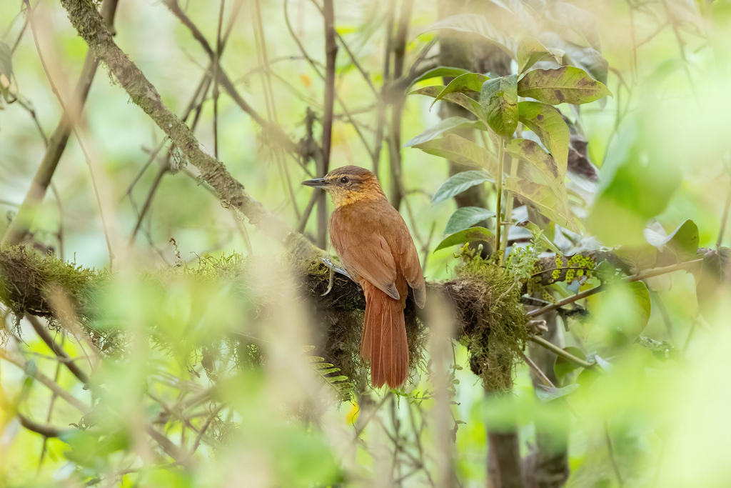 Rufous-necked Foliage-gleaner photo
