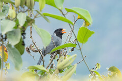 Saltator nigriceps