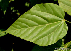 Magnoliopsida