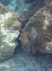 Cantherhines macrocerus