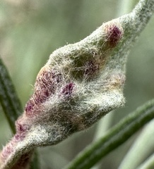 Aceria paracalifornica
