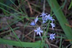 Scilla