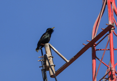 Sturnus unicolor