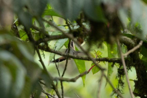 Grey-chinned Hermit
