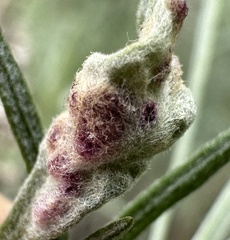 Aceria paracalifornica
