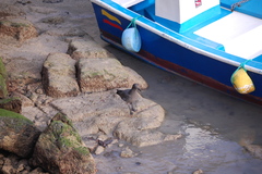 Leucophaeus fuliginosus