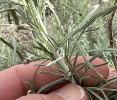 Aceria paracalifornica