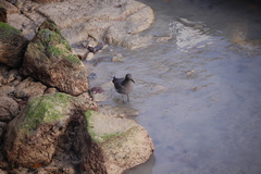 Leucophaeus fuliginosus