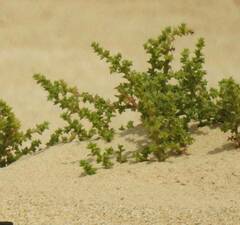 Salsola kali