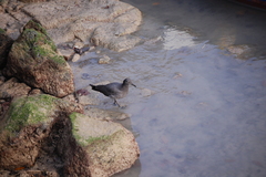 Leucophaeus fuliginosus