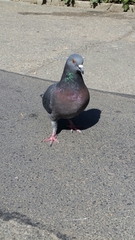 Columba livia domestica