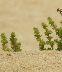 Salsola kali