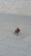Columba livia domestica