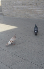 Columba livia domestica