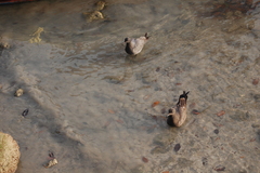 Leucophaeus fuliginosus