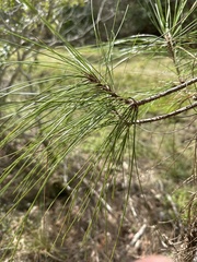 Pinus clausa
