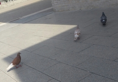 Columba livia domestica