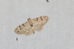 Gymnoscelis admixtaria