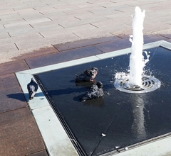 Columba livia domestica