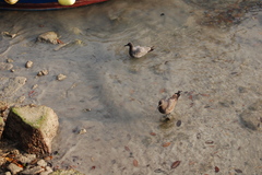 Leucophaeus fuliginosus